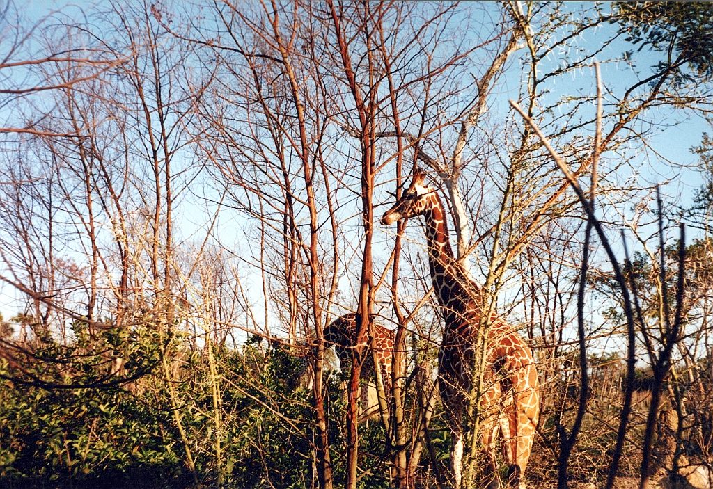 1999 - Floride 09.jpg